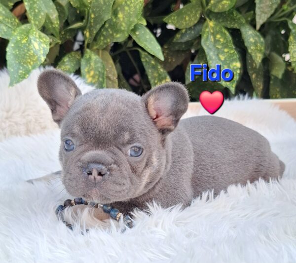 Fido French Bulldog