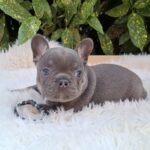 Fido-male-french-bulldog-puppy-for-sale-1 (2)