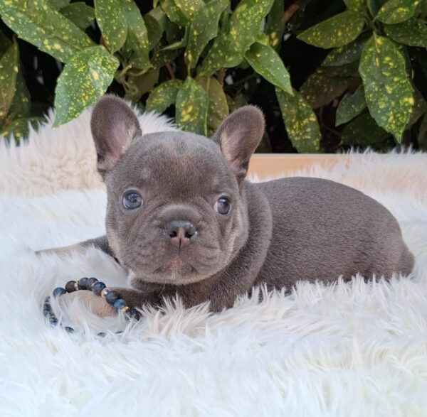Fido French Bulldog