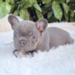 Fido-male-french-bulldog-puppy-for-sale-1 (3)