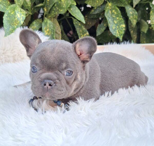 Fido French Bulldog