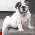 Fielder-male-english-bulldog-puppy-for-sale-1 (1)
