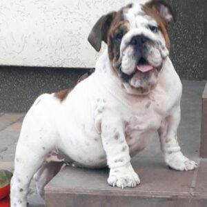 Fielder English Bulldog