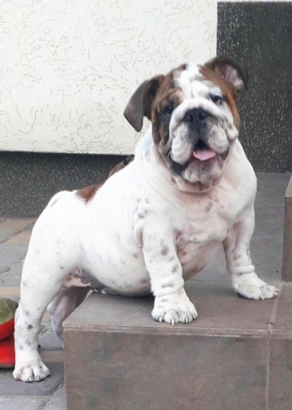 Fielder English Bulldog Fielder English Bulldog