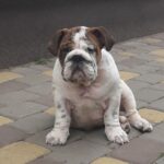 Fielder-male-english-bulldog-puppy-for-sale-1 (2)