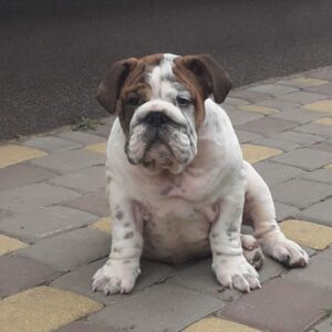 Fielder English Bulldog