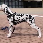 Figaro-male-Dalmatian-puppy-for-sale-1 (1)