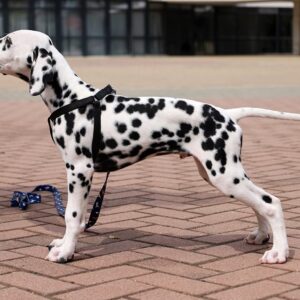 Figaro Dalmatian
