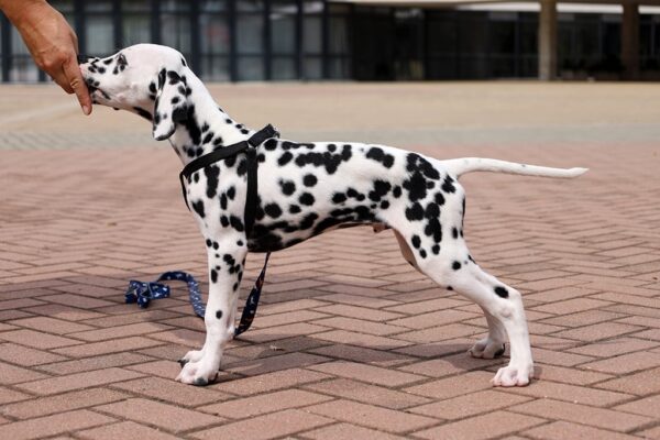 Figaro Dalmatian Figaro Dalmatian