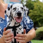 Figaro-male-Dalmatian-puppy-for-sale-1 (2)
