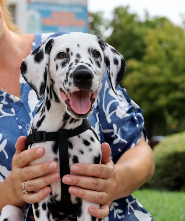 Figaro Dalmatian Figaro Dalmatian