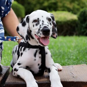 Figaro Dalmatian