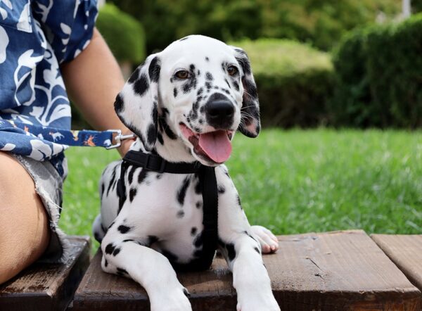Figaro Dalmatian Figaro Dalmatian