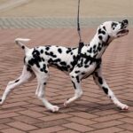 Figaro-male-Dalmatian-puppy-for-sale-1 (4)