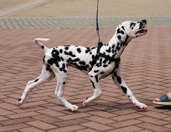 Figaro Dalmatian Figaro Dalmatian