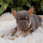 Forest-male-french-bulldog-puppy-for-sale-1 (1)