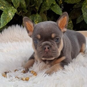 Forest French Bulldog