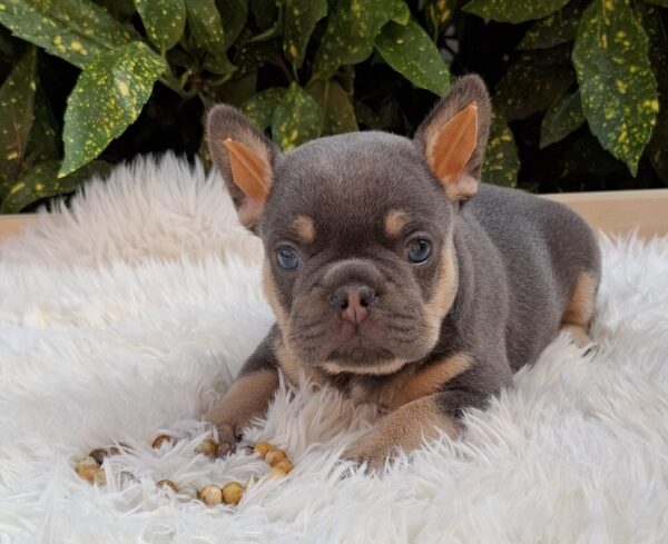 Forest French Bulldog Forest French Bulldog
