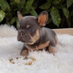 Forest-male-french-bulldog-puppy-for-sale-1 (2)