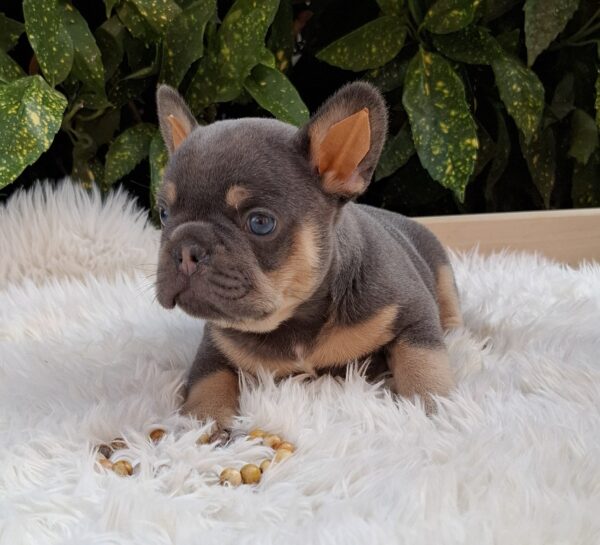 Forest French Bulldog Forest French Bulldog