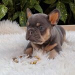 Forest-male-french-bulldog-puppy-for-sale-1 (3)