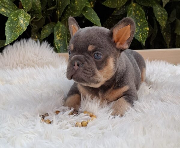 Forest French Bulldog Forest French Bulldog