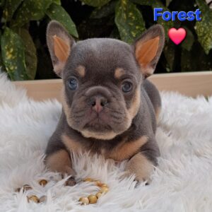 Forest French Bulldog