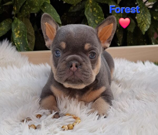 Forest French Bulldog Forest French Bulldog
