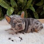 Foster-male-french-bulldog-puppy-for-sale-1 (1)