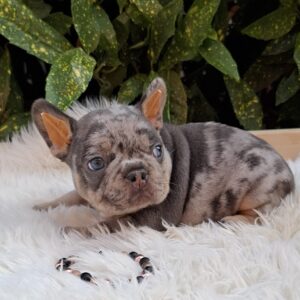 Foster French Bulldog