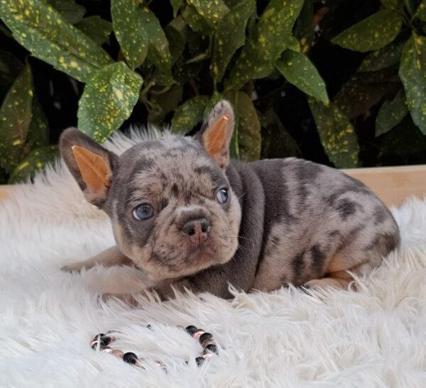 Foster French Bulldog