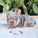 Foster-male-french-bulldog-puppy-for-sale-1 (2)