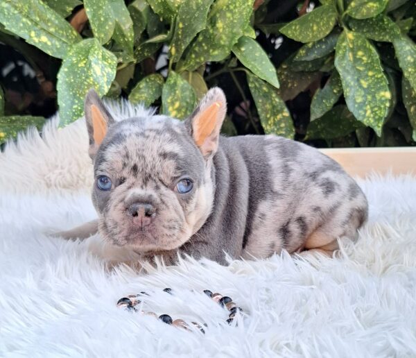 Foster French Bulldog