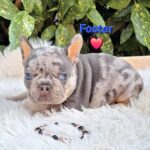 Fido French Bulldog