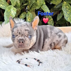 Foster French Bulldog