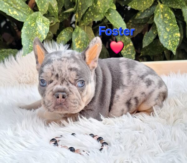 Foster French Bulldog