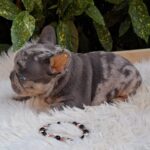 Foster-male-french-bulldog-puppy-for-sale-1 (4)