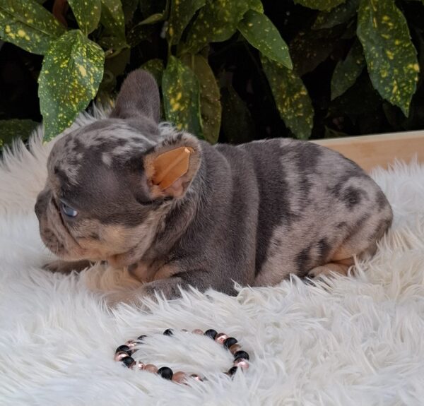 Foster French Bulldog