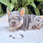 Foster-male-french-bulldog-puppy-for-sale-1 (5)