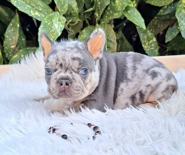 Foster French Bulldog