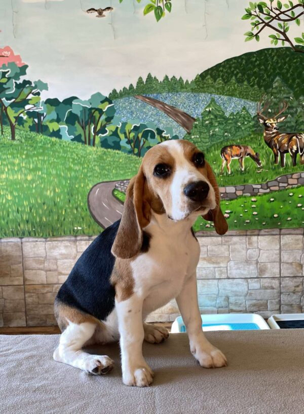 Frencic Beagle Frencic Beagle