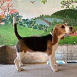 Frencic-female-beagle-puppy-for-sale-1 (2)
