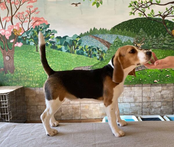 Frencic Beagle Frencic Beagle