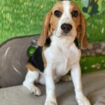 Frencic-female-beagle-puppy-for-sale-1 (3)