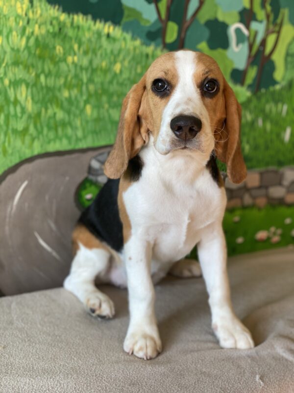 Frencic Beagle Frencic Beagle