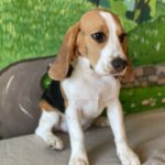 Frencic-female-beagle-puppy-for-sale-1 (4)