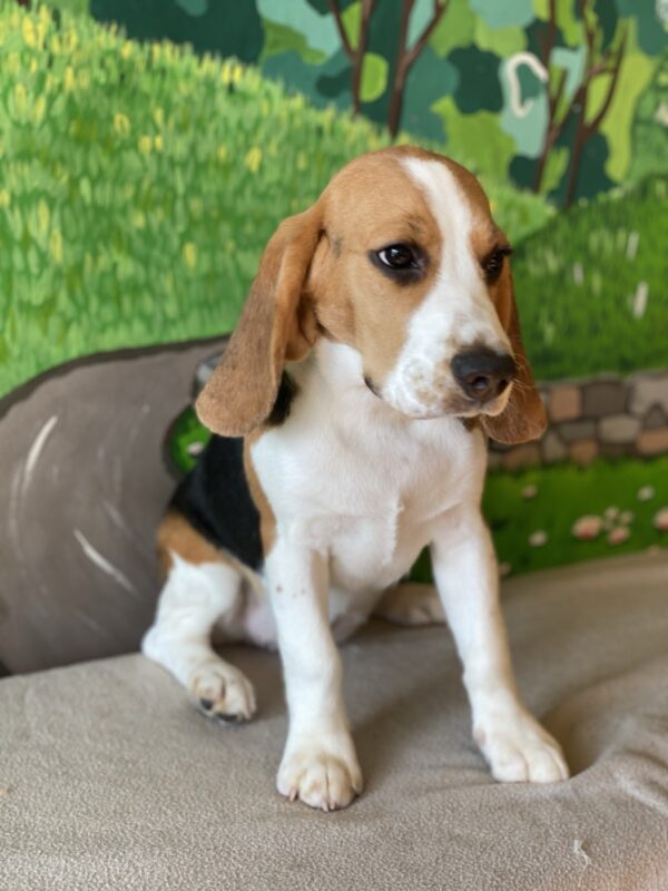 Frencic Beagle Frencic Beagle