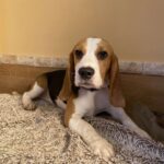 Freya-female-beagle-puppy-for-sale-1 (1)