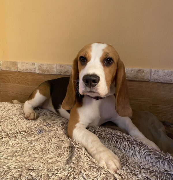 Freya Beagle Freya Beagle