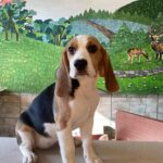Freya-female-beagle-puppy-for-sale-1 (2)